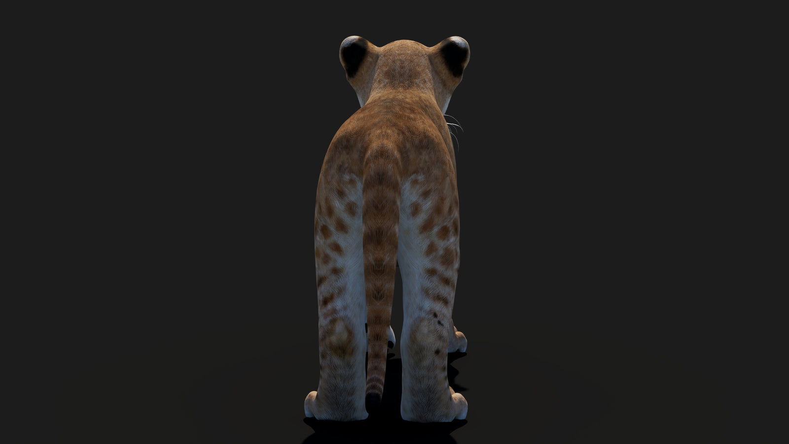 Baby Lion 3D Model 360° view 1 frame 22