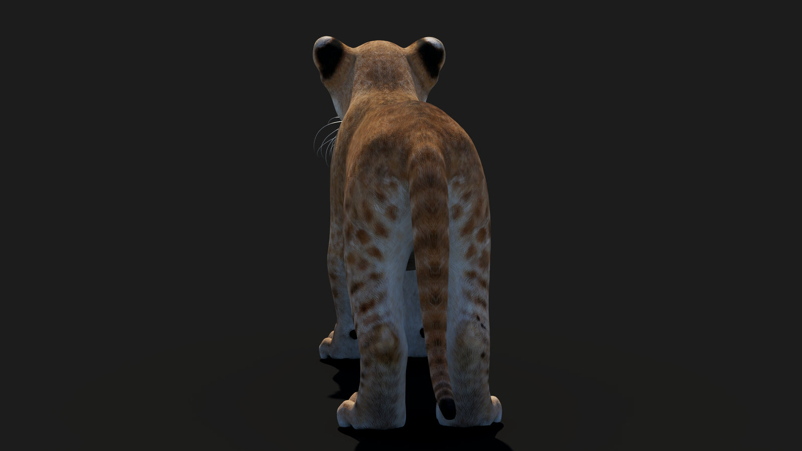 Baby Lion 3D Model 360° view 1 frame 23