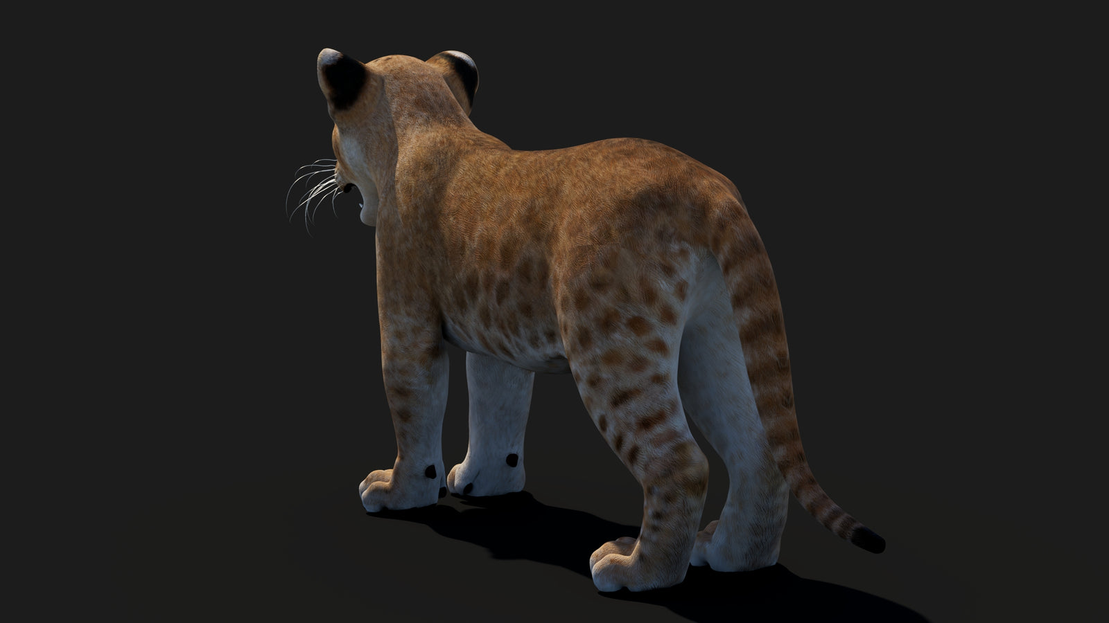 Baby Lion 3D Model 360° view 1 frame 26