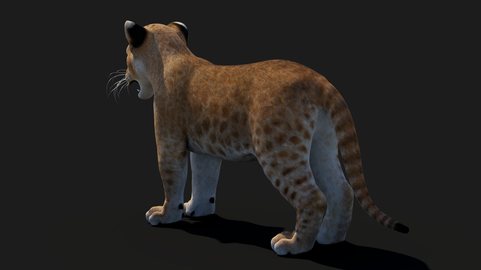 Baby Lion 3D Model 360° view 1 frame 27
