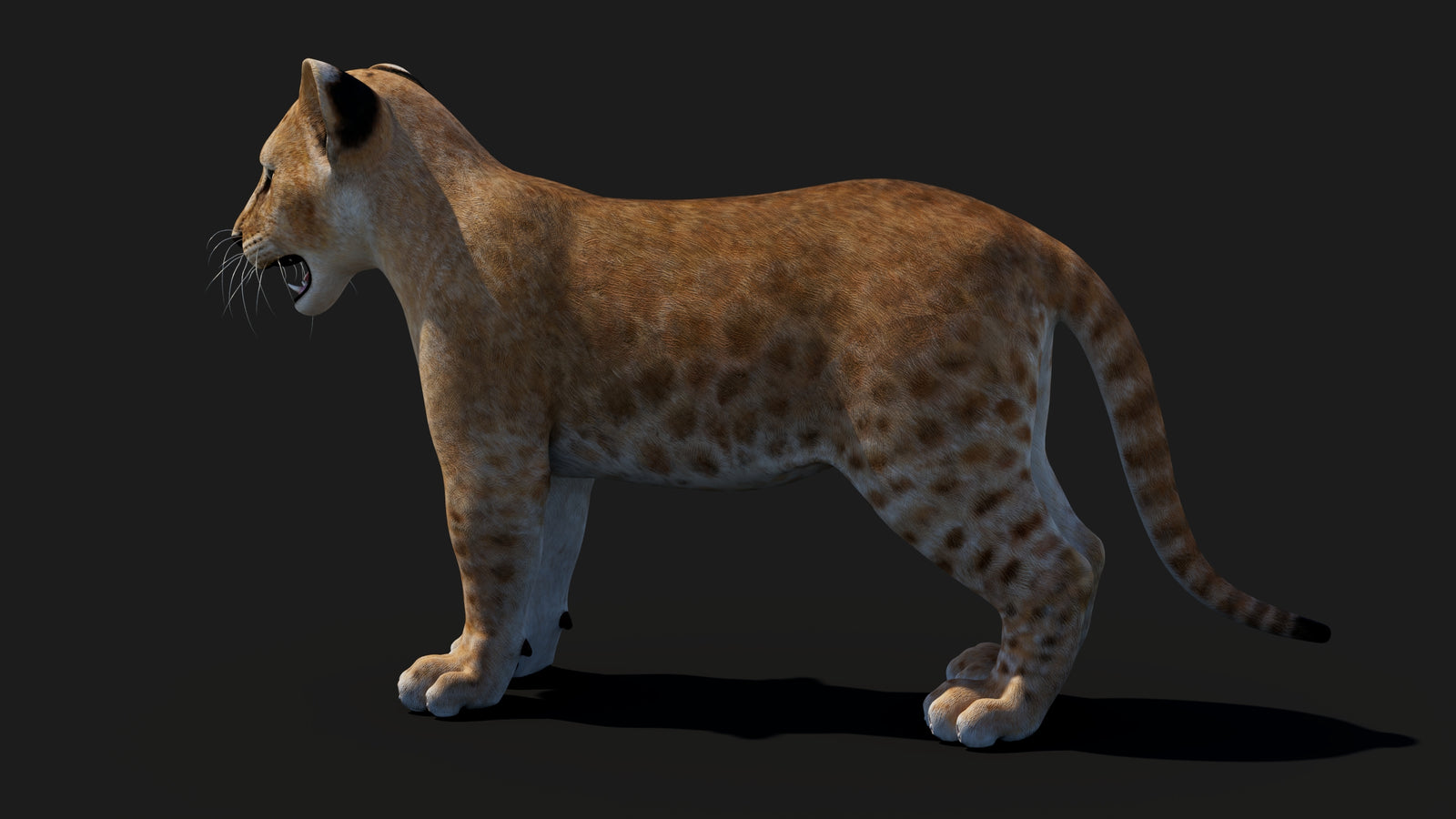 Baby Lion 3D Model 360° view 1 frame 30