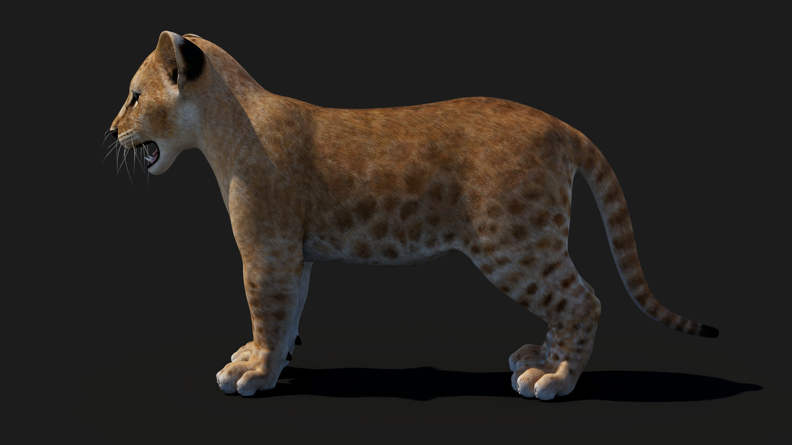Baby Lion 3D Model 360° view 1 frame 31