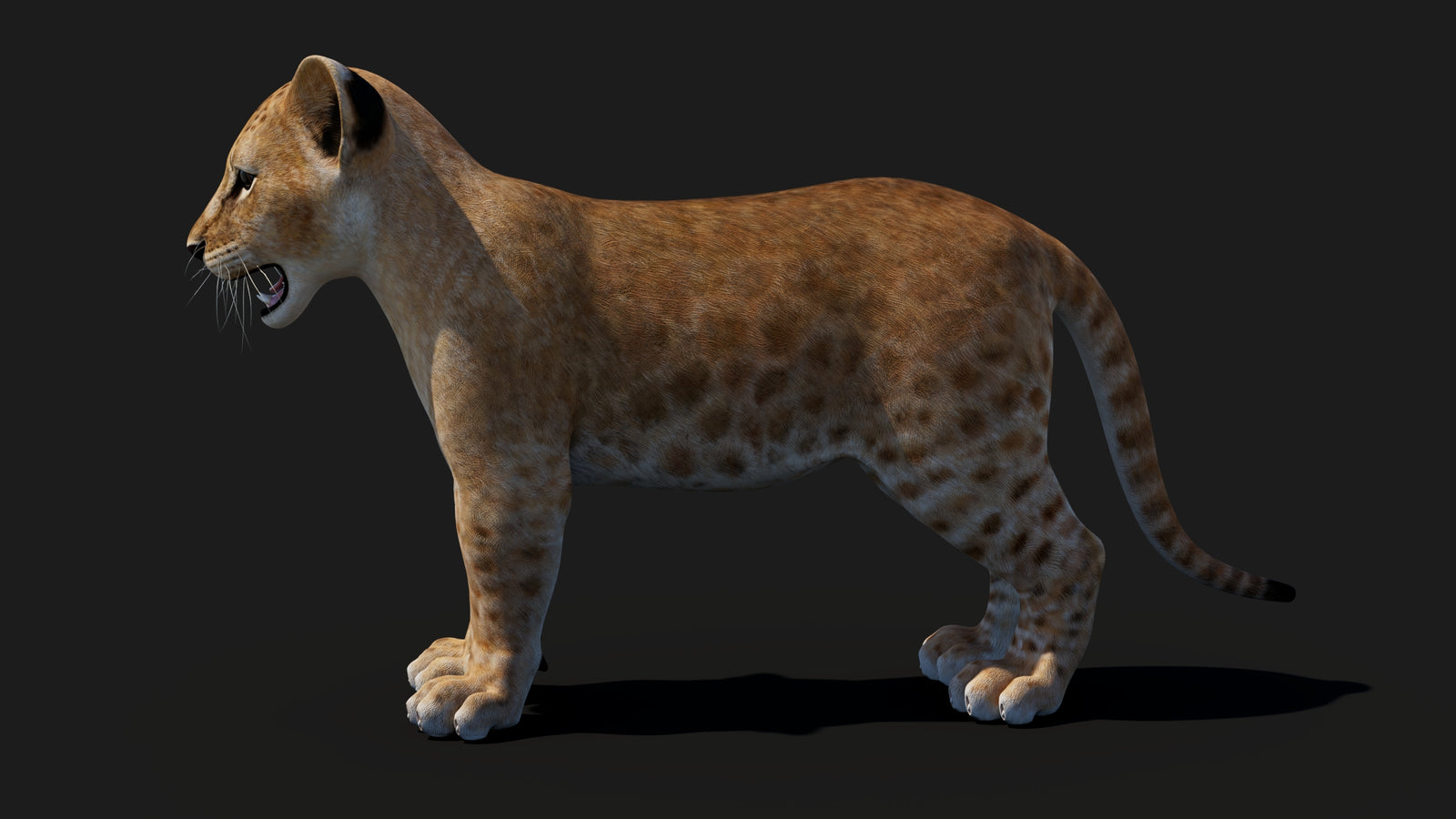 Baby Lion 3D Model 360° view 1 frame 32