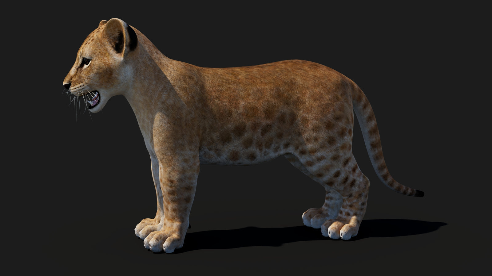 Baby Lion 3D Model 360° view 1 frame 33
