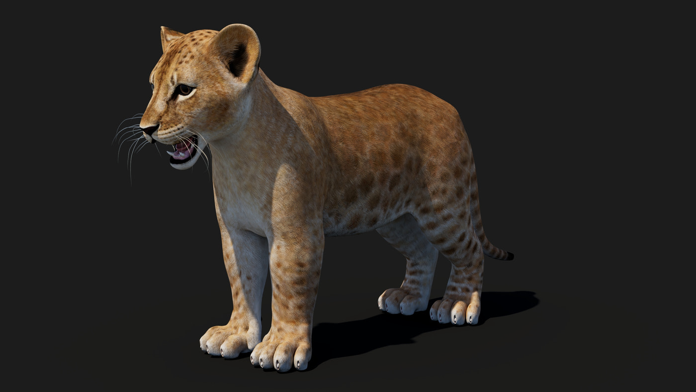 Baby Lion 3D Model - 360 Degree View