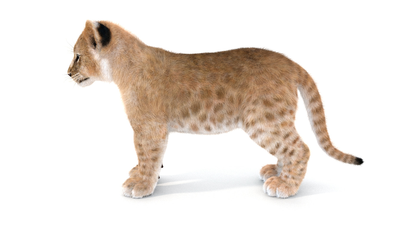 Rigged Lion Cub 3D Model Fur - 360 Degree View