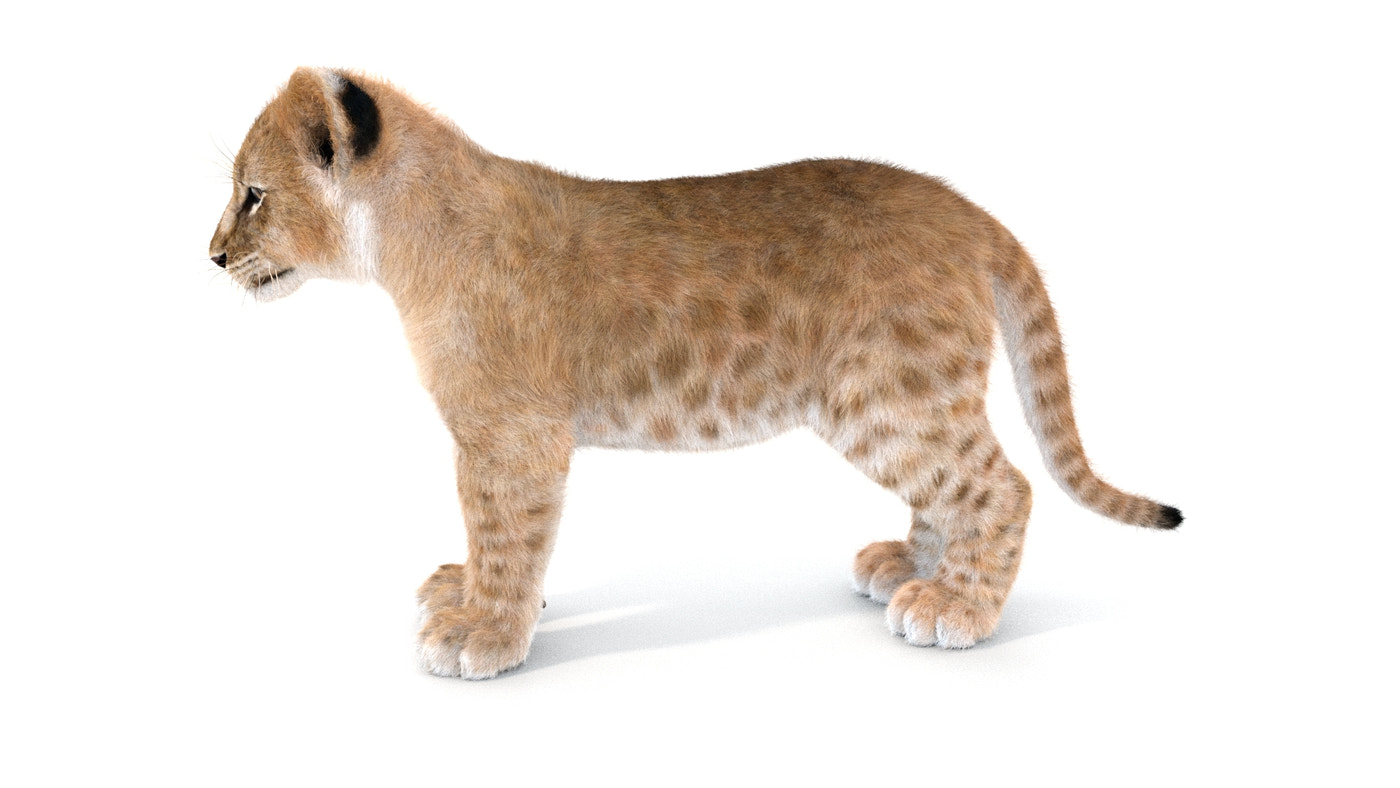 Animated Lion Family 3D Models – Lion, Lioness and Cub - 360 Degree View