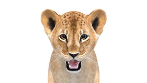 Lion Cub 3D Model Head Close Up View for Download