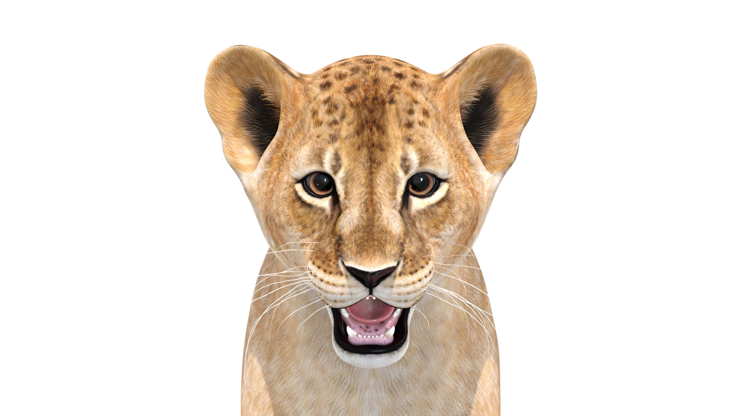 Lion Cub 3D Model Head Close Up View for Download
