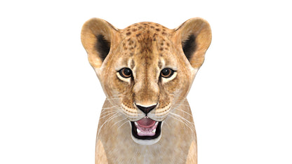 Lion Cub 3D Model Head Close Up View for Download