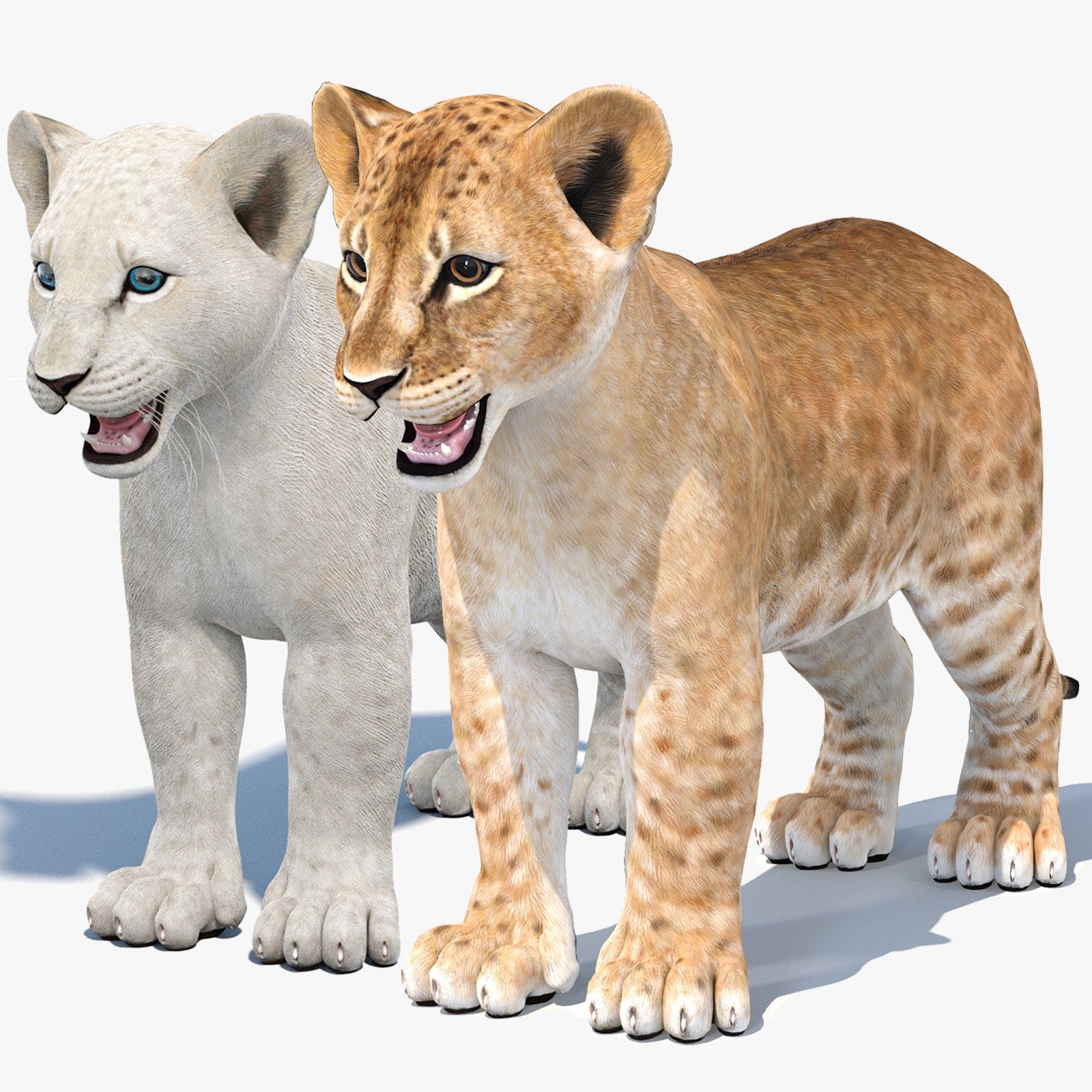 Realistic Baby Lion 3D Model 