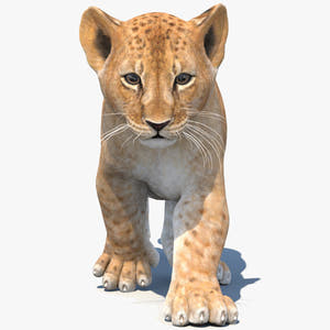 Animated Lion Cub 3D Model Thumbnail