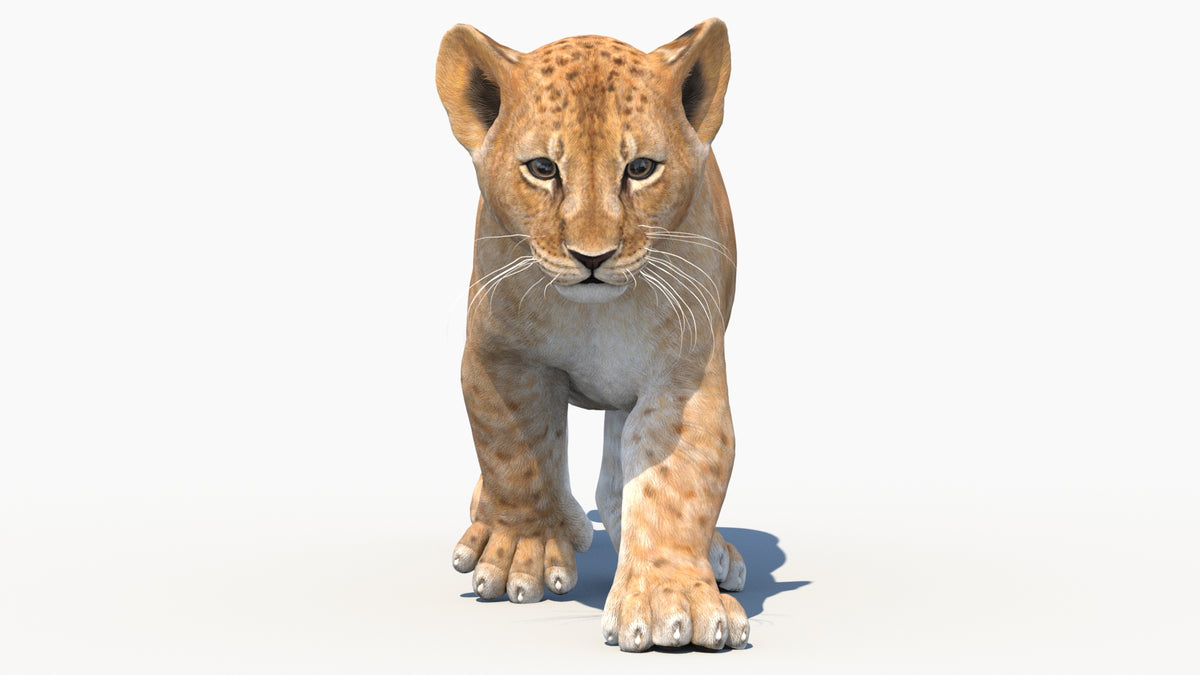 Animated Lion Cub 3D Model for Download