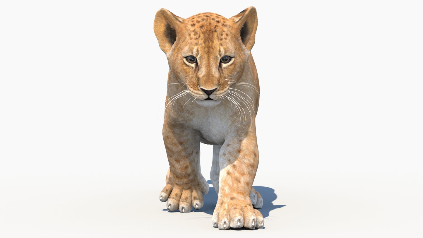 Animated Lion Cub 3D Model