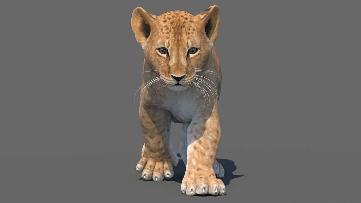 Realistic Animated Lion Cub 3D Model