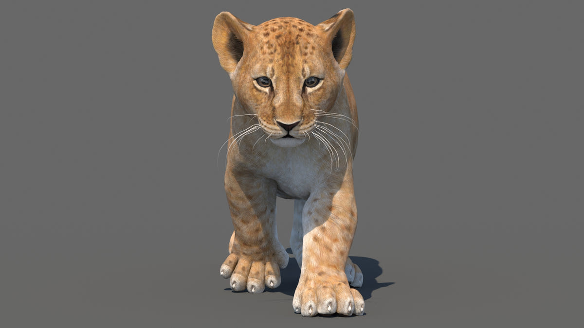 Animated Lion Cub 3D Model Bundle – Natural & White
