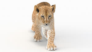 Animated Lion Cub 3D Model for Game Thumbnail