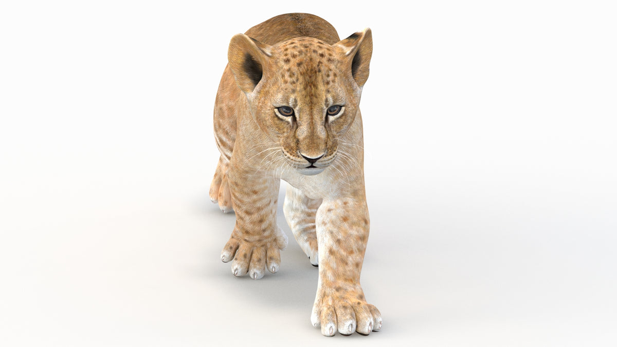Animated Lion Cub 3D Model for Game