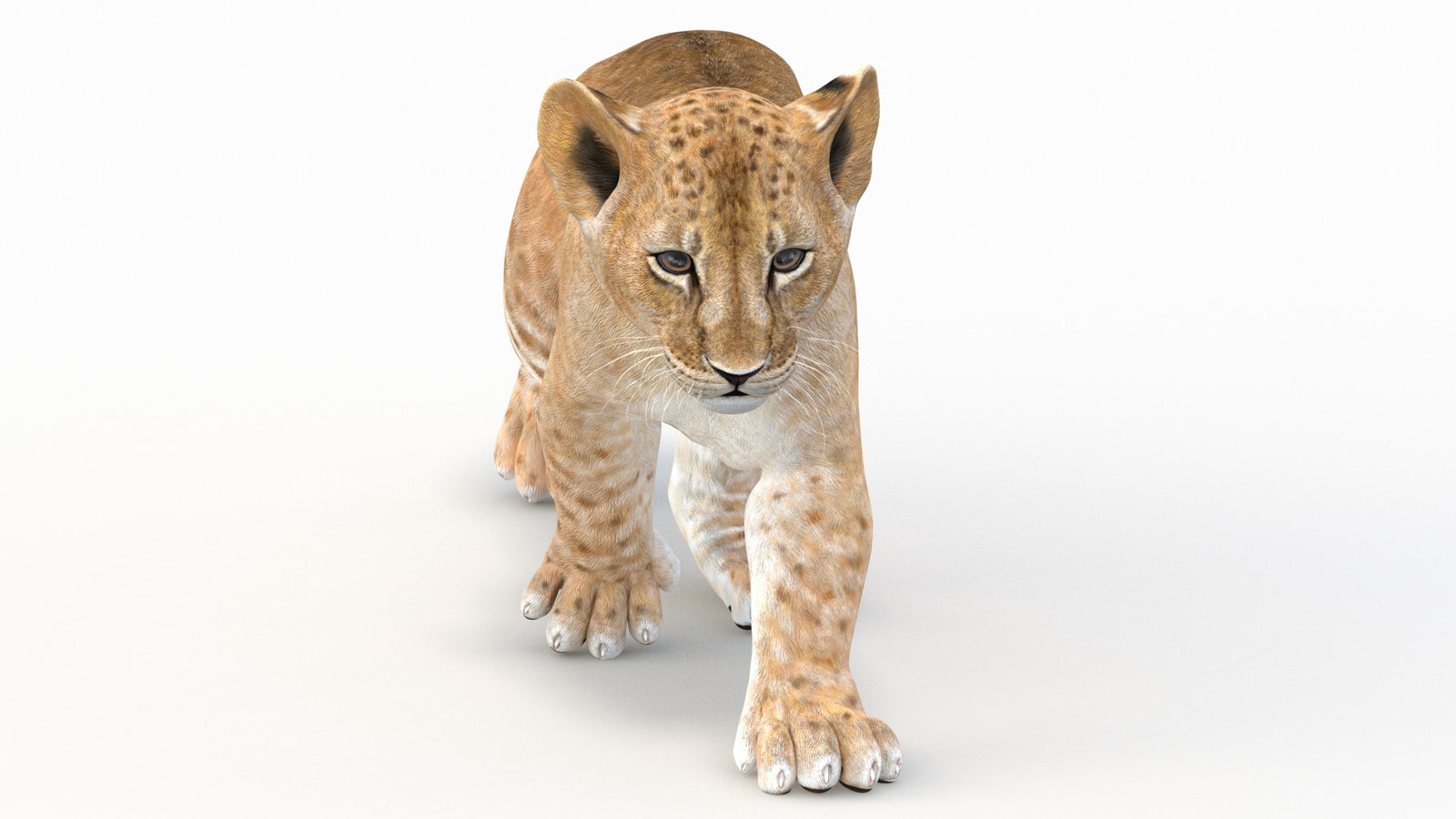 Animated Lion Cub 3D Model for Game
