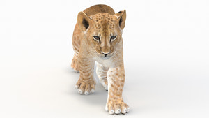 Animated Lion Cub 3D Model for Game Thumbnail