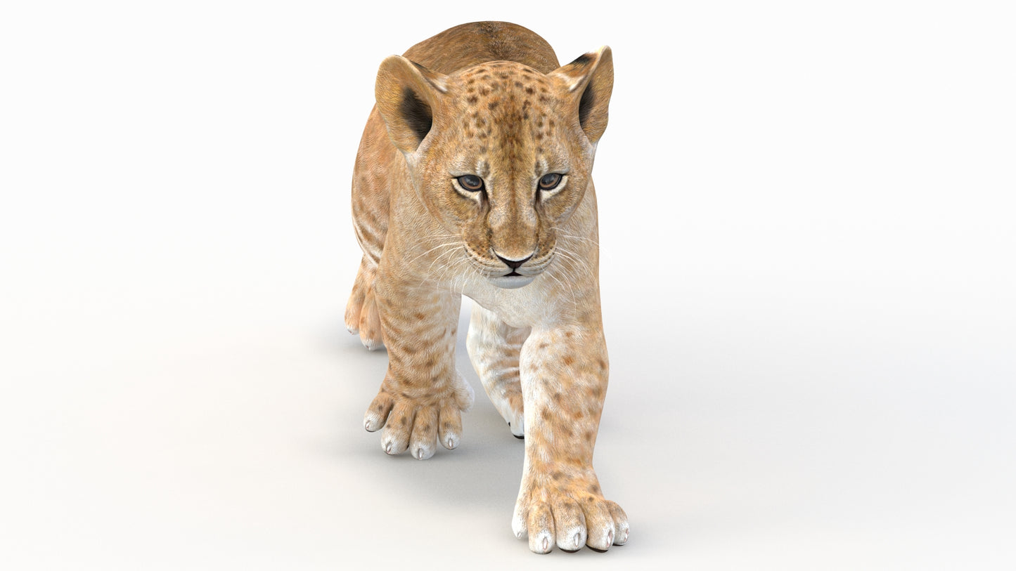 Animated Lion Cub 3D Model