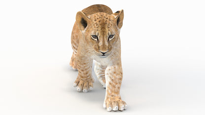 Animated Lion Cub 3D Model