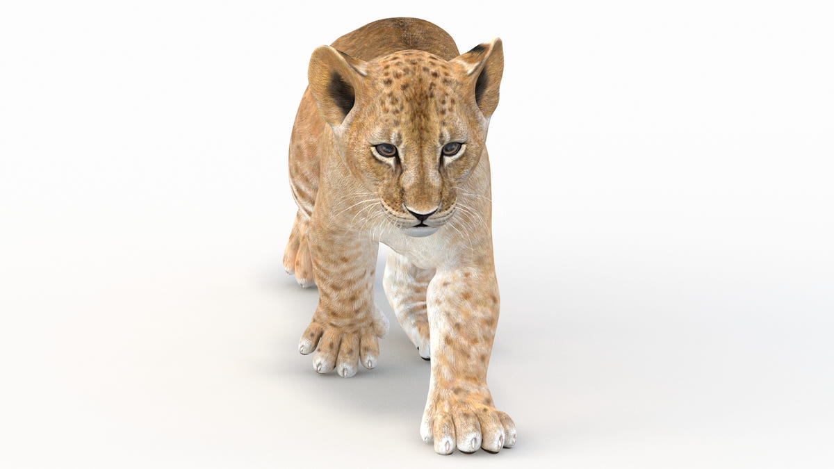 Animated Lion Cub 3D Model Bundle – Natural & White