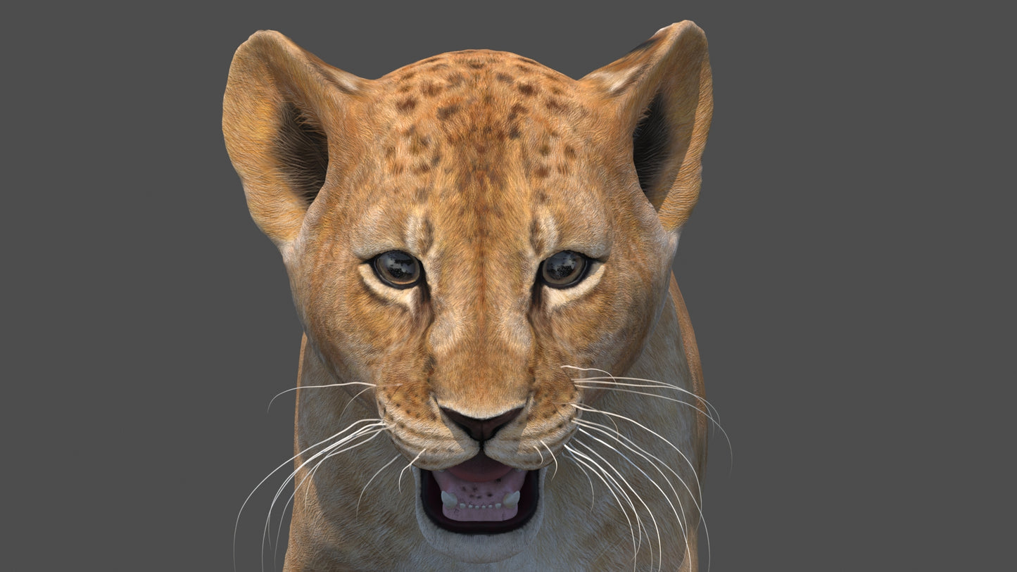 Animated Lion Cub 3D Model