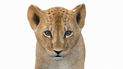 Animated Lion Cub 3D Model