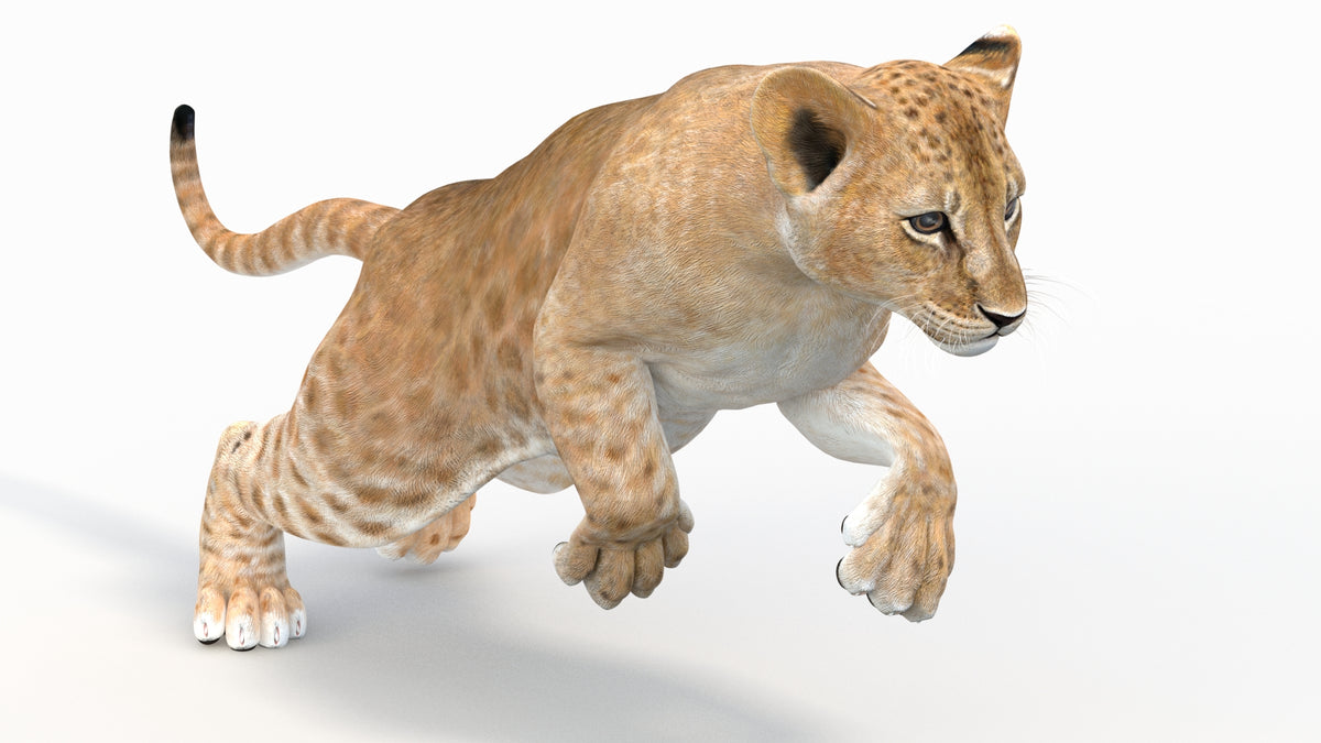 Realistic Animated Lion Cub 3D Model