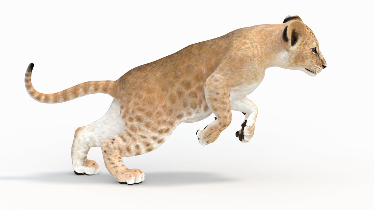 Realistic Animated Lion Cub 3D Model