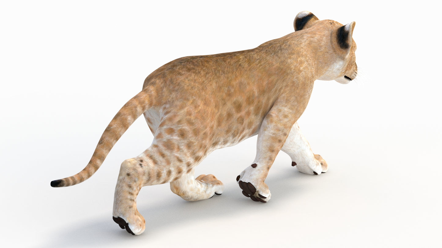 Animated Lion Cub 3D Model