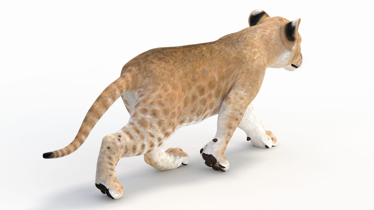 Animated Lion Cub 3D Model Bundle – Natural & White