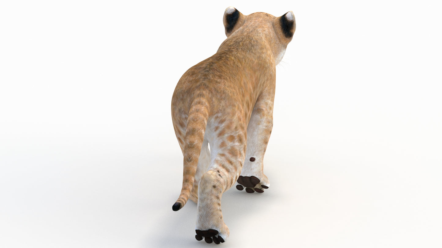 Animated Lion Cub 3D Model