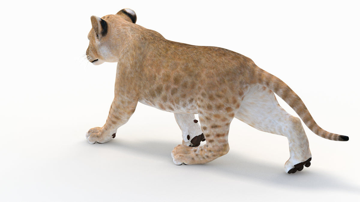 Realistic Animated Lion Cub 3D Model Walking Cycle 