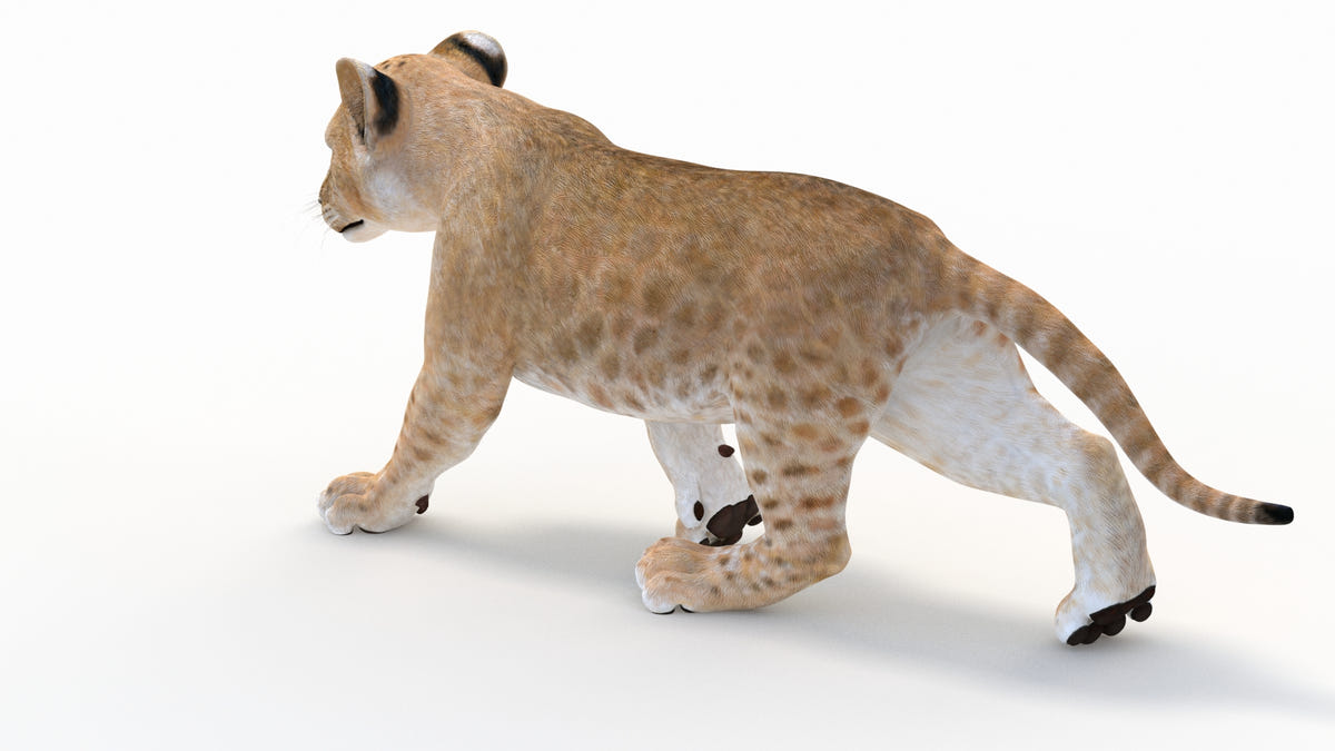 Animated Lion Cub 3D Model Bundle – Natural & White