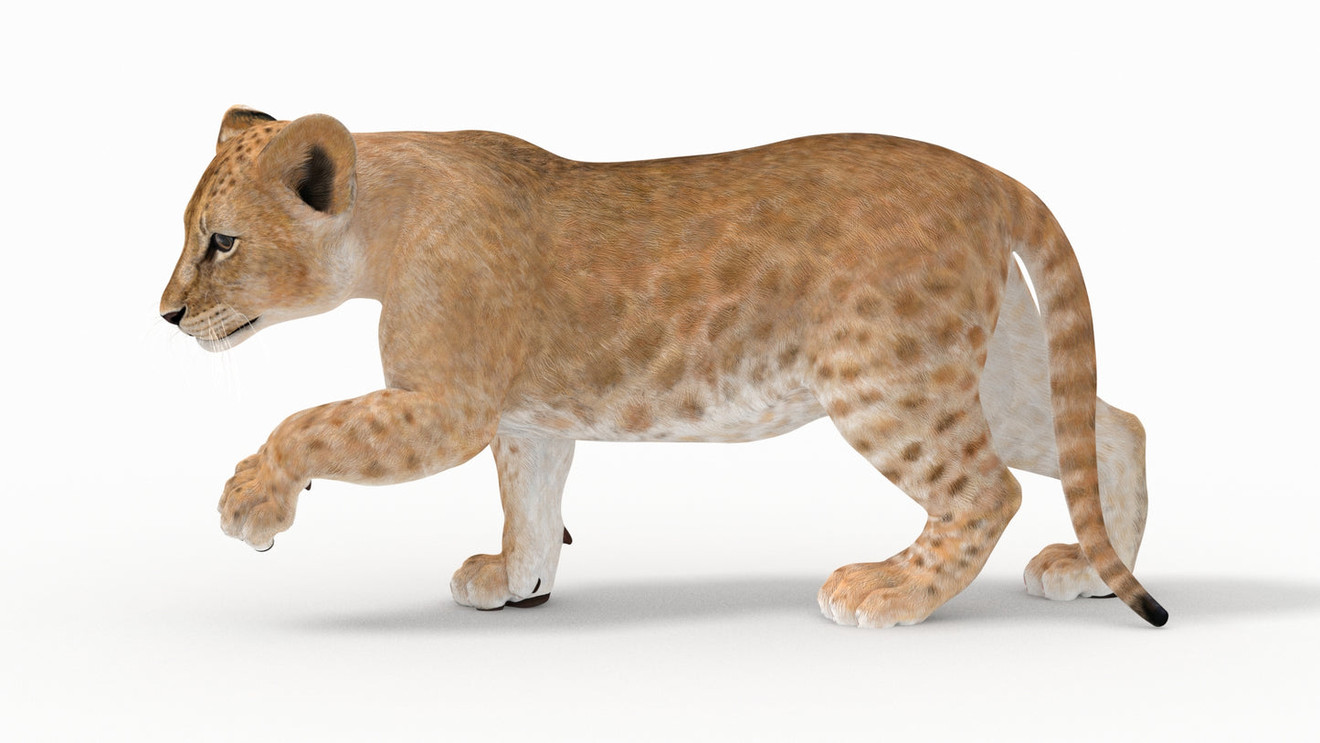 Animated Lion Cub 3D Model