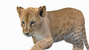 Realistic Animated Lion Cub 3D Model Thumbnail