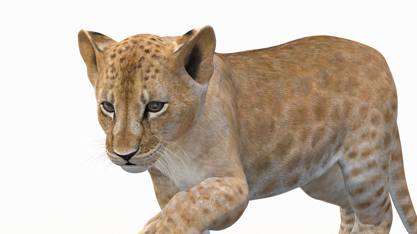 Animated Lion Cub 3D Model