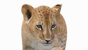 Realistic Animated Lion Cub 3D Model Close Up Shot Thumbnail