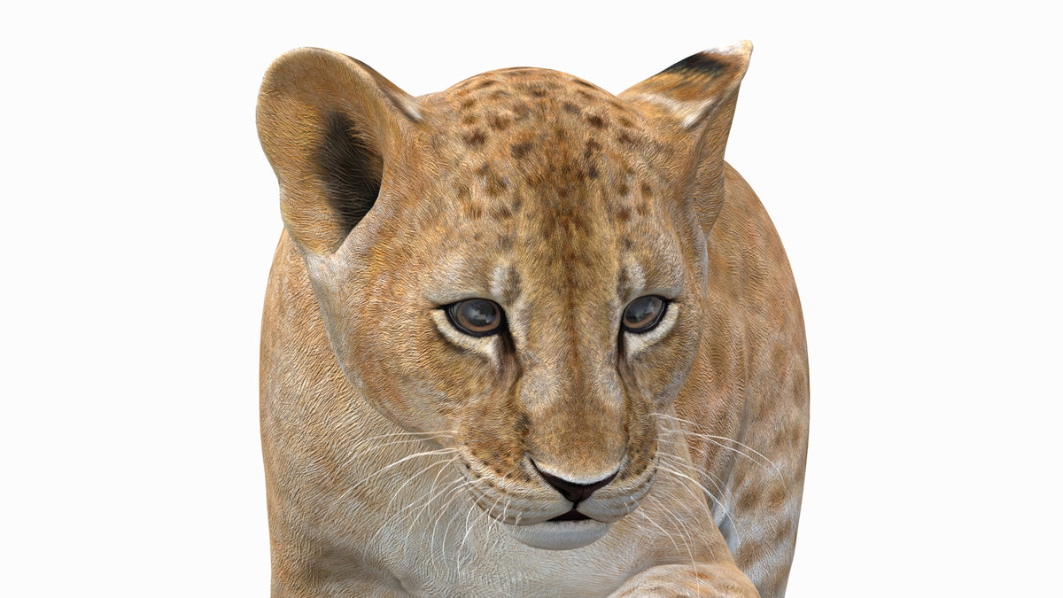 Realistic Animated Lion Cub 3D Model Close Up Shot