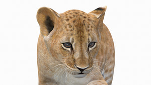 Realistic Animated Lion Cub 3D Model Close Up Shot Thumbnail