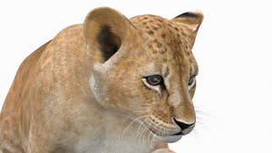 Realistic Animated Lion Cub 3D Model for Download Thumbnail
