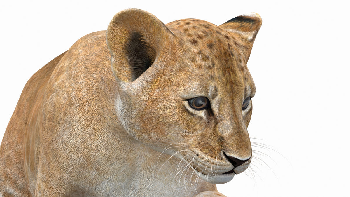 Animated Lion Cub 3D Model Bundle – Natural & White