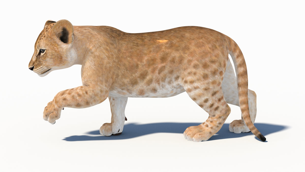 Rigged Lion Cub 3D Model - Game-Ready - 360 Degree View