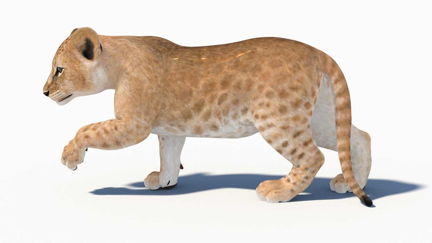 Rigged Lion Cub 3D Model - 360 Degree View