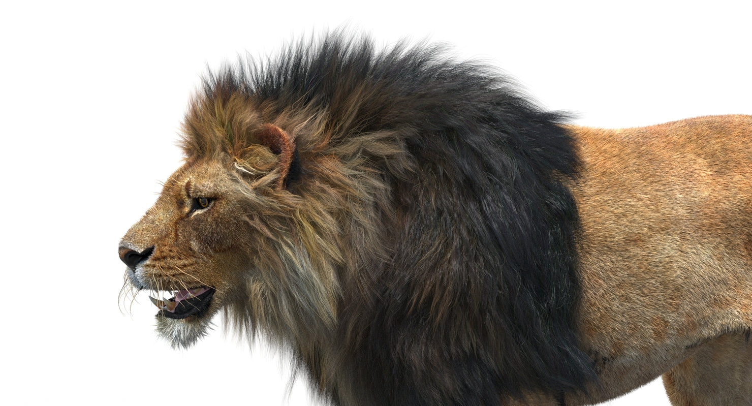 Lion head close-up side view 3D model with realistic hair and fur, rendered in 3ds Max Arnold