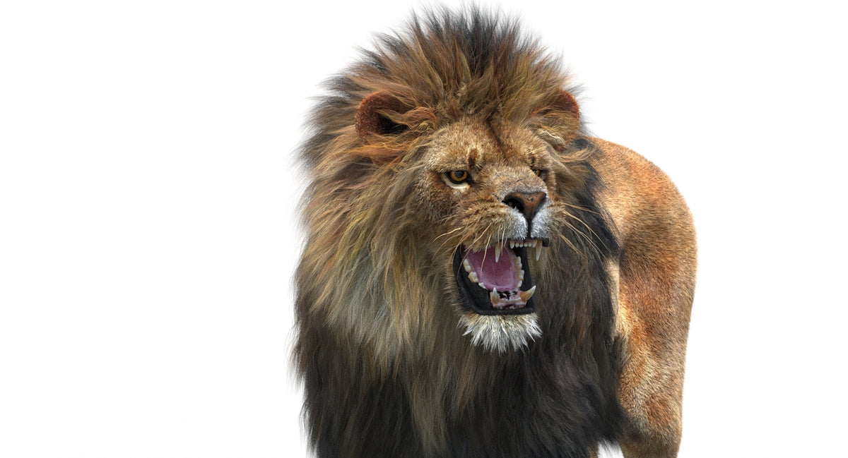 Realistic lion head 3D model close-up from the side, groomed fur in 3ds Max Arnold renderer