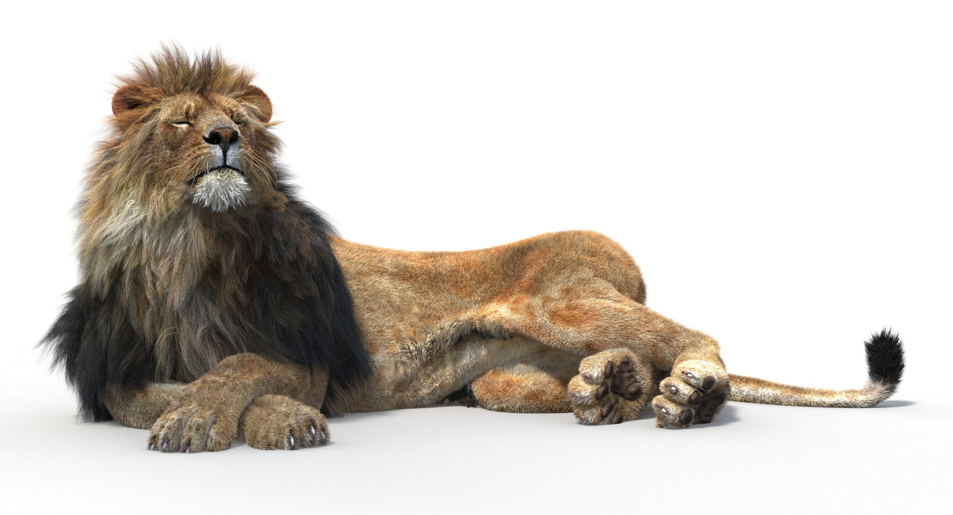 Rigged lion 3D model lying down with eyes closed, detailed hair and fur, rendered in 3ds Max Arnold
