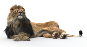 Rigged lion 3D model lying down with eyes closed, detailed hair and fur, rendered in 3ds Max Arnold Thumbnail